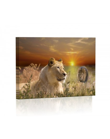 Lioness DESIGN rectangular