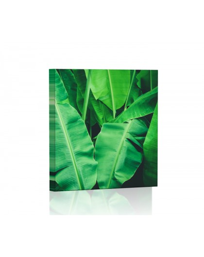 Tropikalne liście bananowiec Obraz podświetlany LED