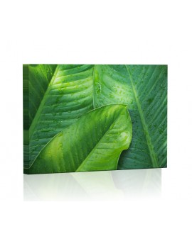 Tropikalne liście bananowca Obraz podświetlany LED