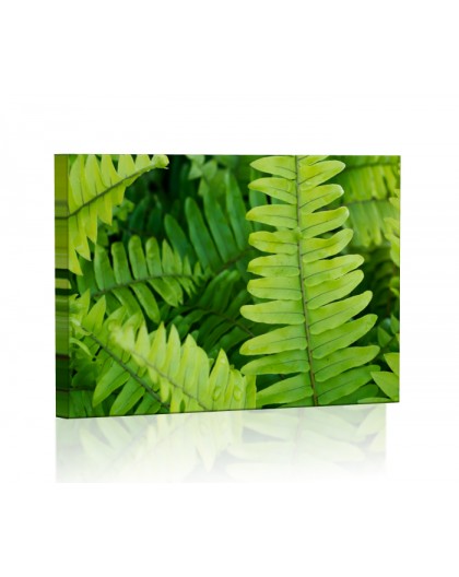 Zielone liście paproci Obraz podświetlany LED