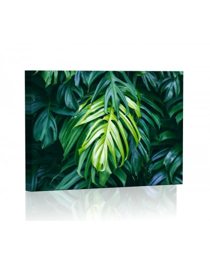 Tropikalne liście fitodendron Obraz podświetlany LED